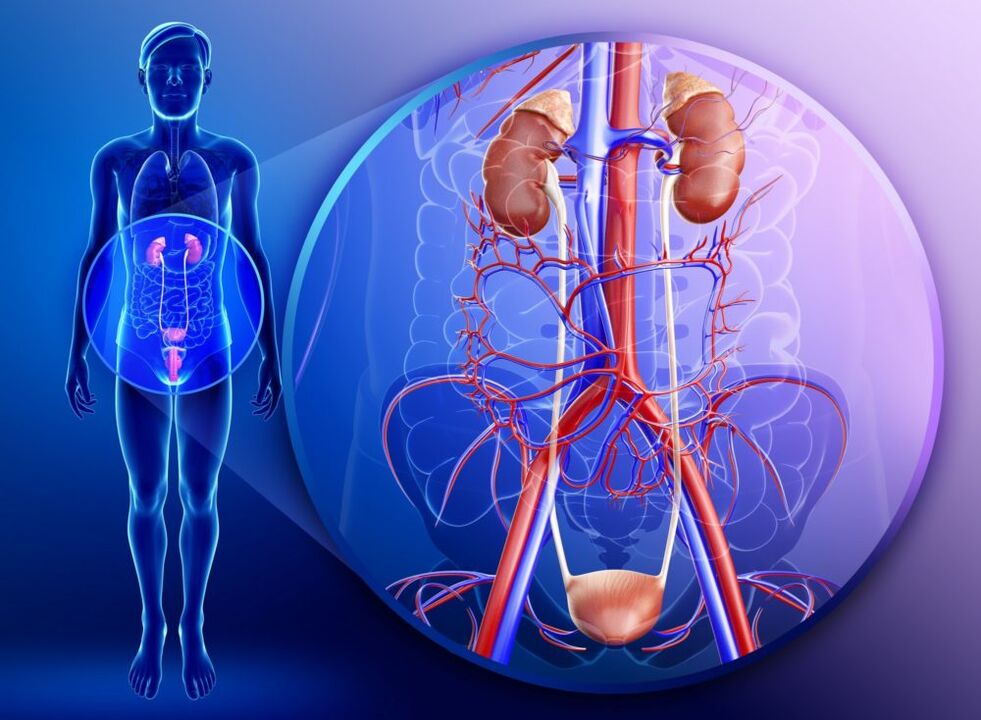 Me inflamacion të organeve të sistemit gjenitourinar, trajtimi me xhenxhefil është i ndaluar. 