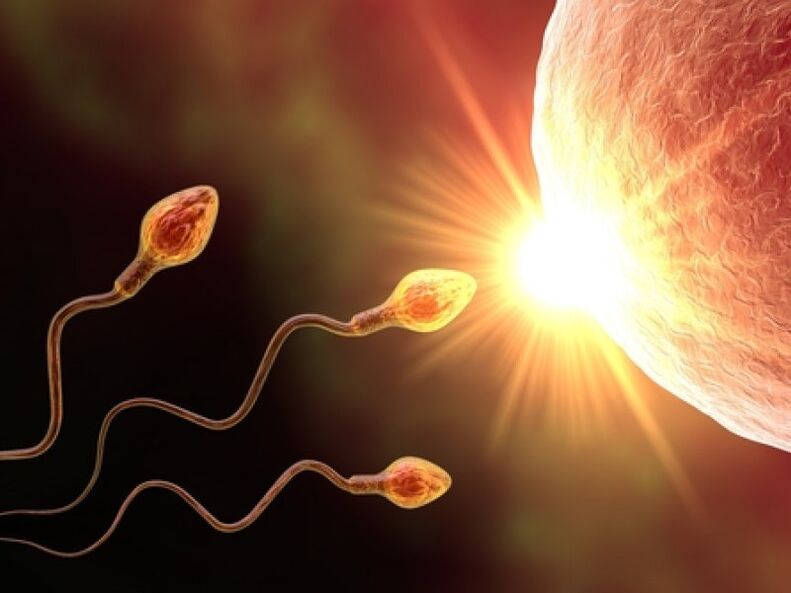Spermatozoidet
